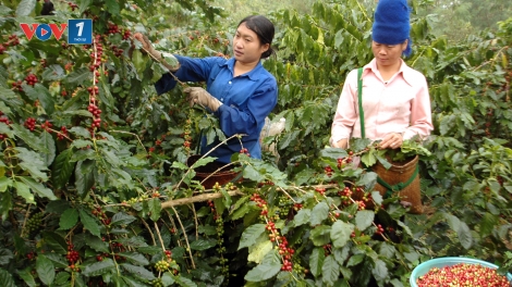 Lựa chọn cây trồng vật nuôi đặc sản phát triển kinh tế- góp phần tăng thu nhập, ổn định đời sống