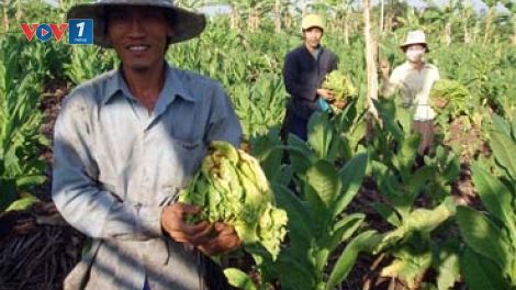 Cần thiết chuyển đổi diện tích trồng cây thuốc lá sang cây trồng khác