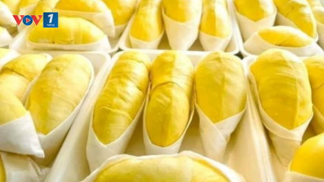 Lô sầu riêng đông lạnh đầu tiên tới Trung Quốc- Cơ hội cho nông dân và nhà xuất khẩu Indonesia