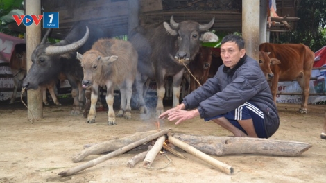 Kiến thức chăm sóc đàn gia súc gia cầm trong mùa đông