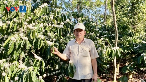 Khi vùng trồng quyết định vị thế cà phê Việt (12/01/2026)