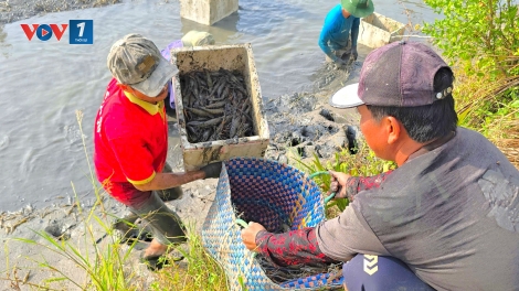 Khi sản xuất xanh tạo nên làng quê hạnh phúc