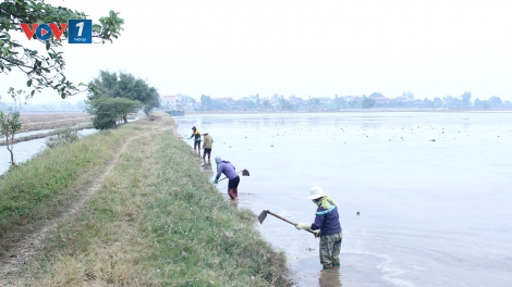 Lấy nước đổ ải vụ Đông xuân (13/1/2026)