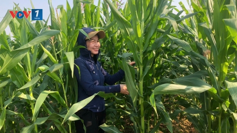 Thanh Hóa: Hiệu quả kinh tế từ mô hình trồng ngô sinh khối