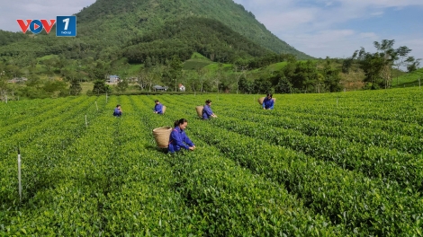 Chế biến sâu: Chìa khóa nâng tầm giá trị nông sản (14/01/2026)