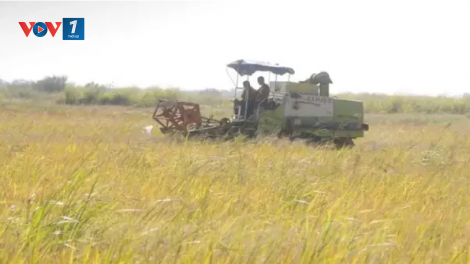 Nhiều doanh nghiệp Việt hỗ trợ Cuba nâng cao năng lực sản xuất lúa gạo