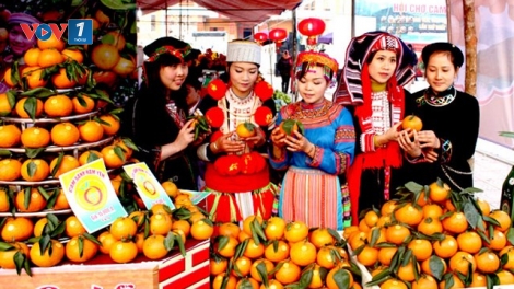 Tuyên Quang: VietGAP giúp cam sành trở thành cây trồng chủ lực