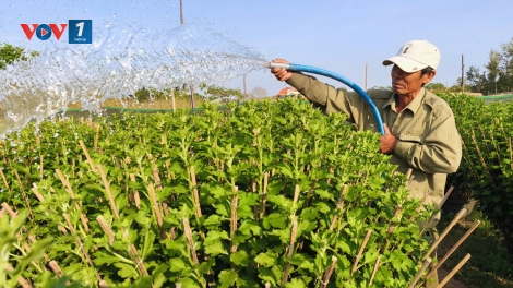 Gượng dậy sau bão lũ, làng hoa Bình Kiến, Đắk Lắk chờ đợi vụ Tết