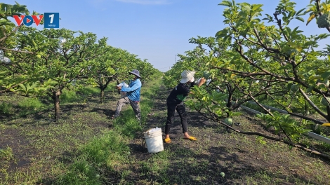 Tết về trên các làng nghề truyền thống: Đặc sản địa phương giúp lan tỏa thương hiệu vùng