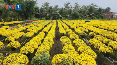 Vĩnh Long: Làng hoa Cái Mơn vào Xuân
