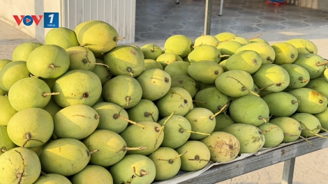 Cần Thơ: Xoài có giá, nông dân phấn khởi