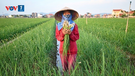Đảm bảo nguồn cung nông sản dịp Tết (06/01/2026)