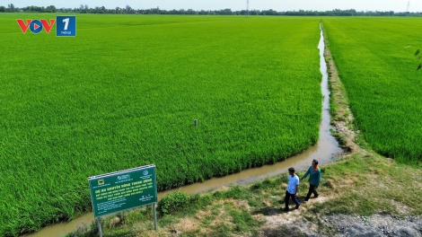 An Giang: Hiệu quả từ đề án 1 triệu ha lúa chất lượng cao, phát thải thấp 