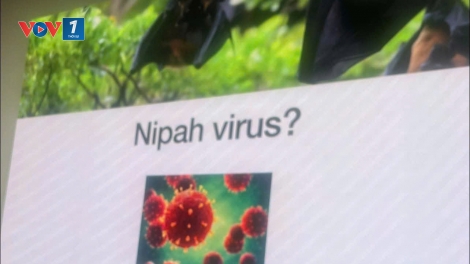 Hà Nội triển khai biện pháp ngăn chặn vi rút Nipah xâm nhập
