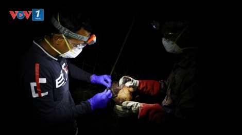 Bangladesh ghi nhận ca tử vong đầu tiên do virus Nipah trong năm