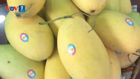 Trái xoài cát Hòa Lộc (Đồng Tháp) đậm đà hương vị Tết (04/02/2026)