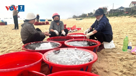 Ngư dân Quảng Trị vươn khơi đón lộc biển đầu năm