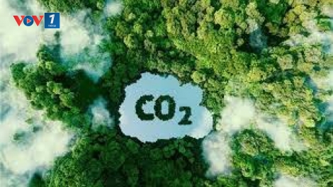 Xây dựng cơ sở dữ liệu carbon xanh quốc gia định hướng giảm phát thải đến 2035