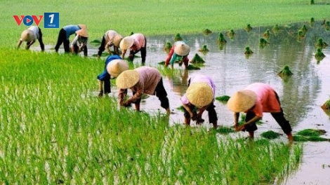 Thời sự 6h 4/2/2026: Hơn 431 nghìn ha có nước gieo cấy lúa Đông xuân