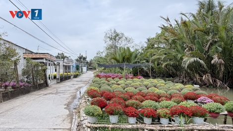Mùa xuân ở miệt vườn Phong Điền