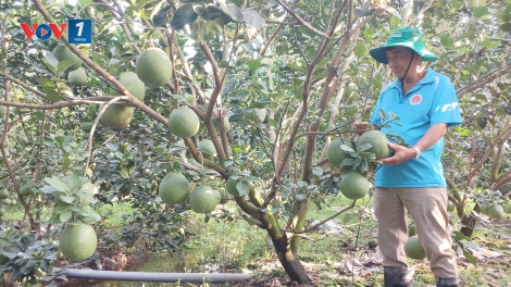 Đồng Tháp: Cận Tết, trái bưởi da xanh hút hàng, tăng giá