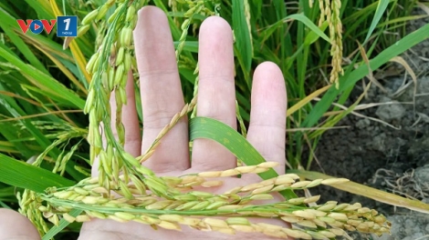 Đề án 1 triệu hecta, con đường để ngành lúa gạo phát triển bền vững (09/03/2026)