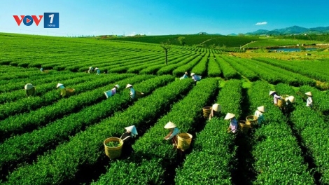 Đánh thức giá trị chè Thái Nguyên: Từ di sản truyền thống đến động lực kinh tế bền vững (24/03/2026)
