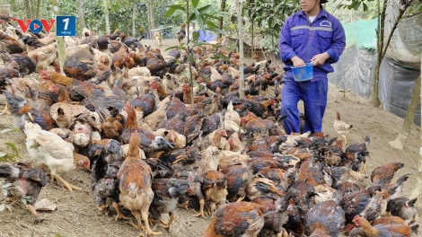 Đa dạng mô hình giảm nghèo ở miền núi TP Đà Nẵng (23/03/2026)