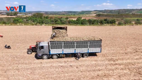 Liên kết giữa nông dân và doanh nghiệp: Chìa khóa nâng cao giá trị nông sản