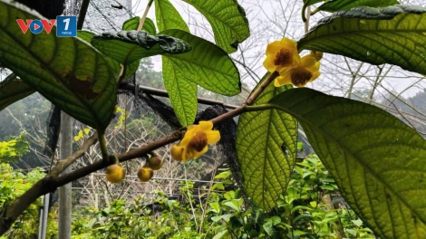 Thị trường tín chỉ carbon trong xu hướng chuyển đổi nông nghiệp xanh (12/03/2026)