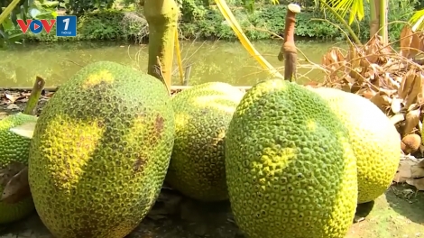 Nhiều loại trái cây tại tỉnh Đồng Tháp rớt giá mạnh do xuất khẩu chậm