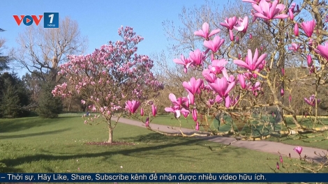 Bản hoà ca mùa xuân giữa lòng London