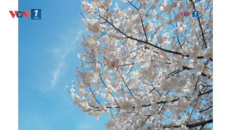 Hàng triệu du khách đổ về Washington D.C. ngắm mùa hoa anh đào nở rộ