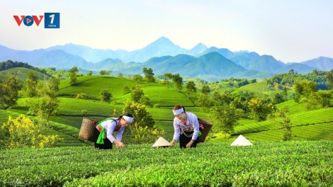 Phú Thọ: Đánh thức tiềm năng du lịch nông nghiệp gắn với di sản 