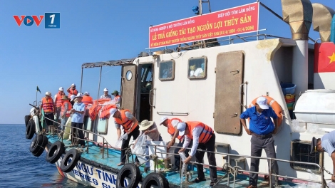Hơn 1 triệu con giống các loại được thả tại Khu bảo tồn biển Hòn Cau