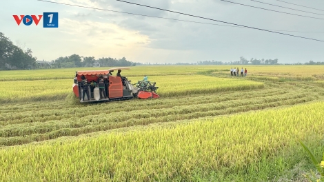 Ổn định đầu ra để nâng giá trị lúa Đông Xuân vùng ĐBSCL