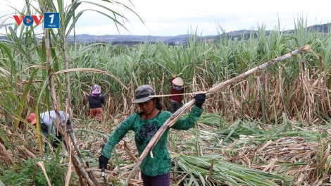 Gia Lai: giá mía ổn định, năng suất tăng nhờ mô hình liên kết ngày càng bền chặt
