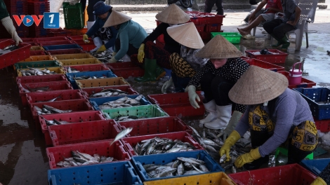 Loạt bài: Gỡ “thẻ vàng” IUU: Hành trình chuyển mình của nghề cá Việt Nam