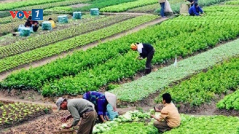 Canh tác thông minh, nông dân thu lợi bền vững