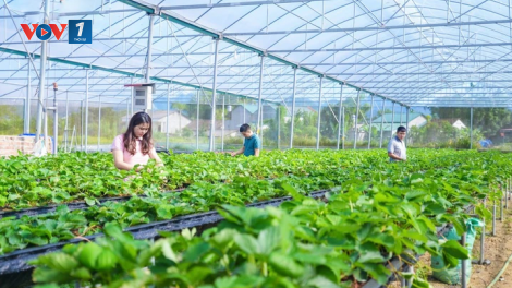 Thúc đẩy vai trò HTX trong chuỗi giá trị nông sản (09+10/05/2026)