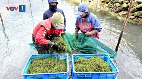 Phát huy vai trò nông dân trong chuỗi sản xuất nông nghiệp lớn