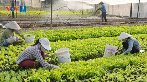 80 năm ngày Hợp tác xã Việt Nam: khẳng định mô hình tất yếu trong nền kinh tế