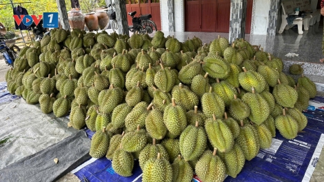 Trái sầu riêng ở tỉnh Đồng Tháp giá rớt “chạm đáy”, nhà vườn thua lỗ nặng