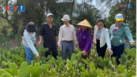 Trồng xương rồng trên vùng cát ven biển Hòa Hiệp: Hướng sinh kế mới cho người dân