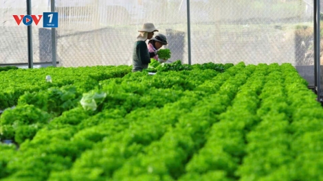 "Điểm nghẽn" chuyển đổi số của tổ chức hợp tác xã