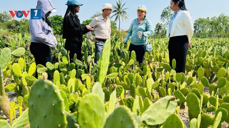 Sức sống mới trên những vùng quê: Từ ý chí vượt khó đến tư duy công nghệ