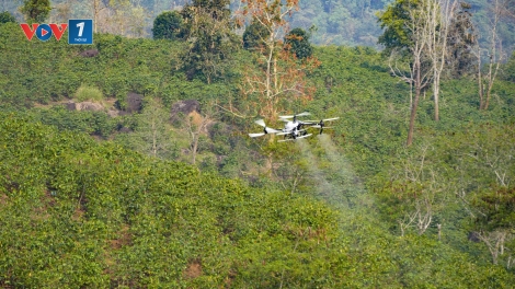 Lần đầu tiên FPT phối hợp tỉnh Điện Biên thử nghiệm UAV phun phân bón cho cây cà phê