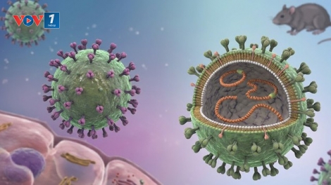 Cảnh giác nguy cơ nhiễm virus Hanta từ thực phẩm bị chuột xâm nhập