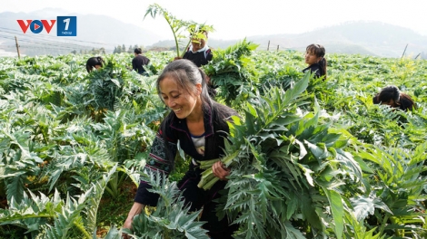 Lào Cai sắp hình thành Bảo tàng Dược liệu số