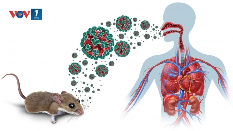 Bộ Y tế cảnh báo virus Hanta lây truyền từ chuột